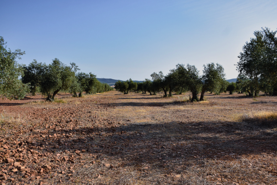 Olivos La Raña