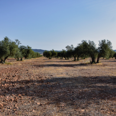 Olivos La Raña